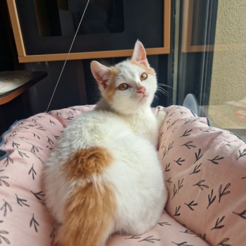 Houmous-chaton à croquer ! #1