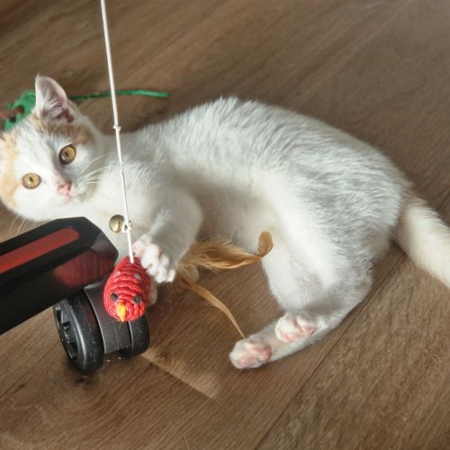 Houmous-chaton à croquer ! #0