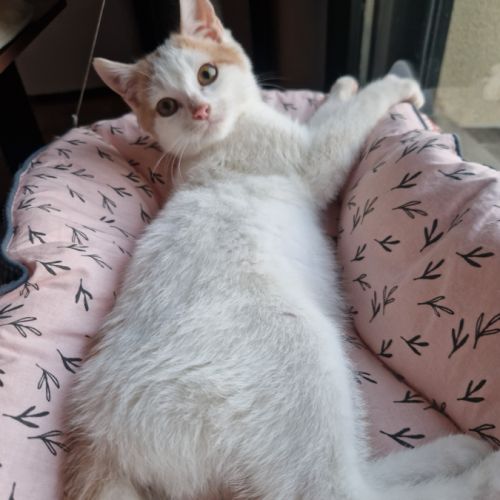 Houmous-chaton à croquer ! #3