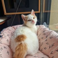Houmous-chaton à croquer ! #1