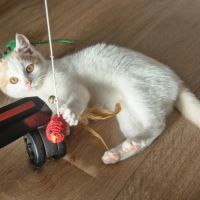 Houmous-chaton à croquer !