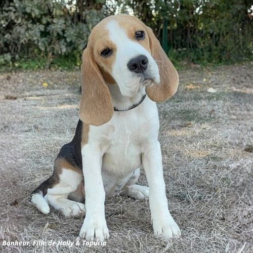 Beauty, femelle beagle de 5 mois