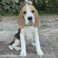 Beauty, femelle beagle de 5 mois #2