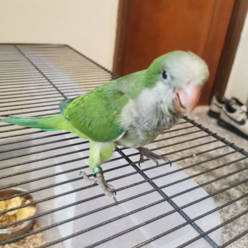 Jeunes conures souris #0