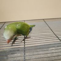 Jeunes conures souris #1