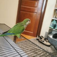 Jeunes conures souris #2
