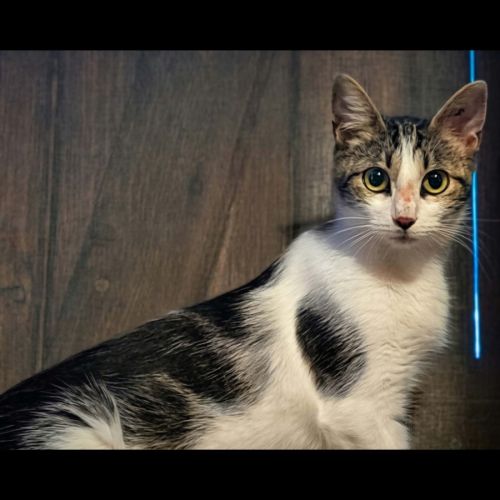 Java, adorable jeune chatte à l'adoption