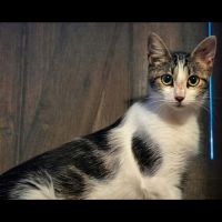Java, adorable jeune chatte à l'adoption