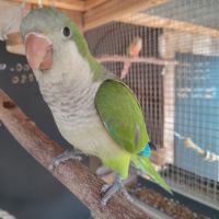 Conure souris epp