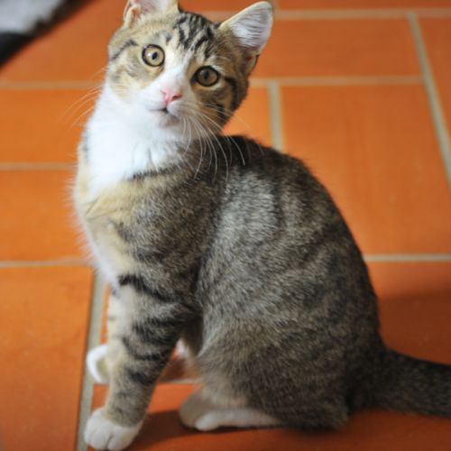 Plume, adorable chaton à l'adoption #1