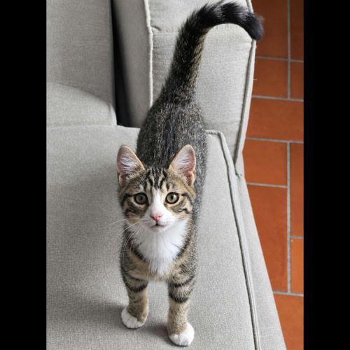 Plume, adorable chaton à l'adoption #0