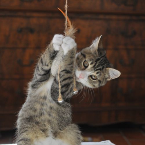 Plume, adorable chaton à l'adoption #3