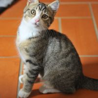 Plume, adorable chaton à l'adoption #1