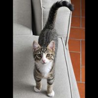 Plume, adorable chaton à l'adoption