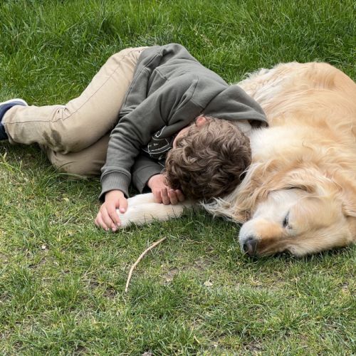 Étalon golden retriever (certificat de naissance) #1