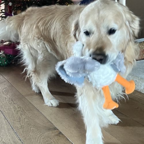 Étalon golden retriever (certificat de naissance) #3