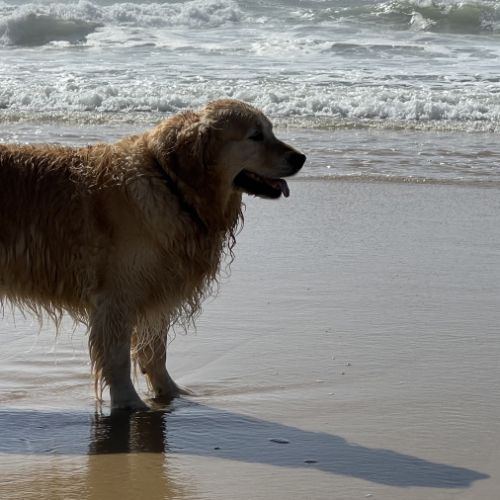 Étalon golden retriever (certificat de naissance) #4