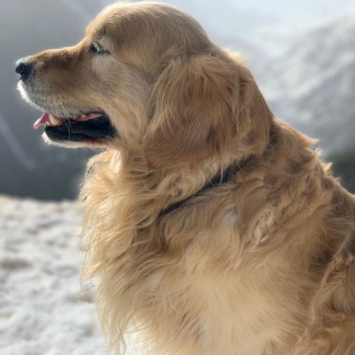 Étalon golden retriever (certificat de naissance)