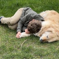 Étalon golden retriever (certificat de naissance) #1
