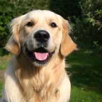 Étalon golden retriever (certificat de naissance) #2