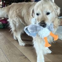 Étalon golden retriever (certificat de naissance) #3