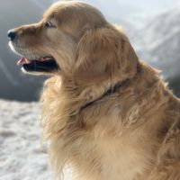 Étalon golden retriever (certificat de naissance) #0