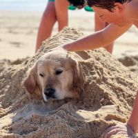 Étalon golden retriever (certificat de naissance) #6