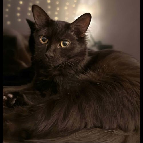 Tiana, adorable chaton à l'adoption