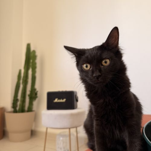 Tiana, adorable chaton à l'adoption #2