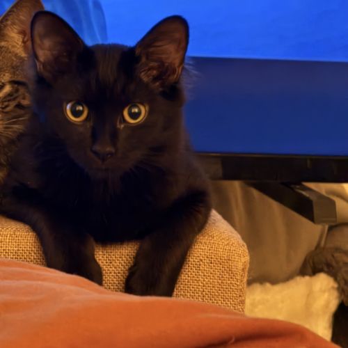 Tiana, adorable chaton à l'adoption #3