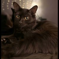 Tiana, adorable chaton à l'adoption #0