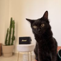 Tiana, adorable chaton à l'adoption #2