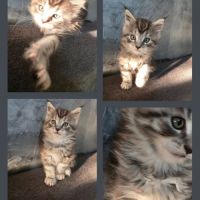 Chaton maine coon mâle loof