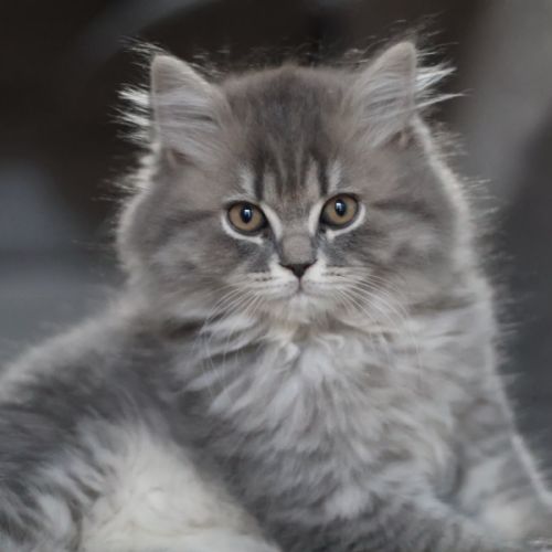 Scottish fold-straight #1