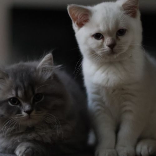 Scottish fold-straight #2