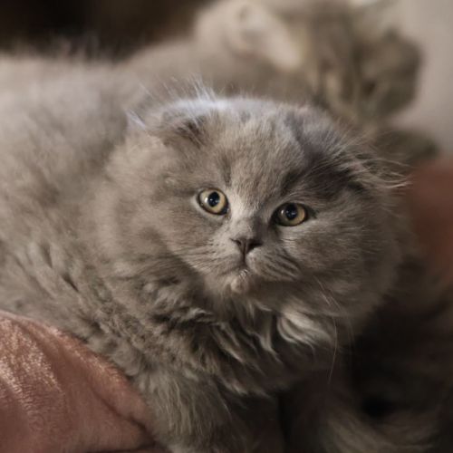 Scottish fold-straight