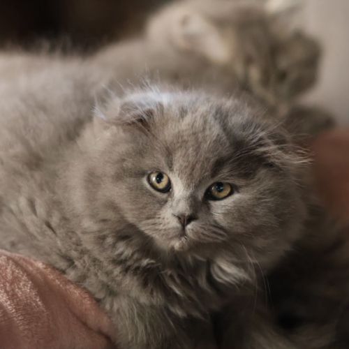 Scottish fold-straight #4