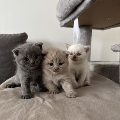 Scottish fold-straight #5