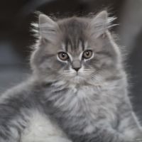 Scottish fold-straight #1