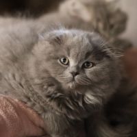 Scottish fold-straight #0