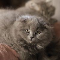 Scottish fold-straight #4