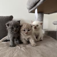 Scottish fold-straight #5