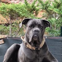 Don chien cane corso male #1