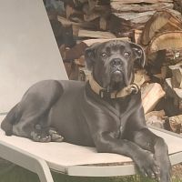 Don chien cane corso male