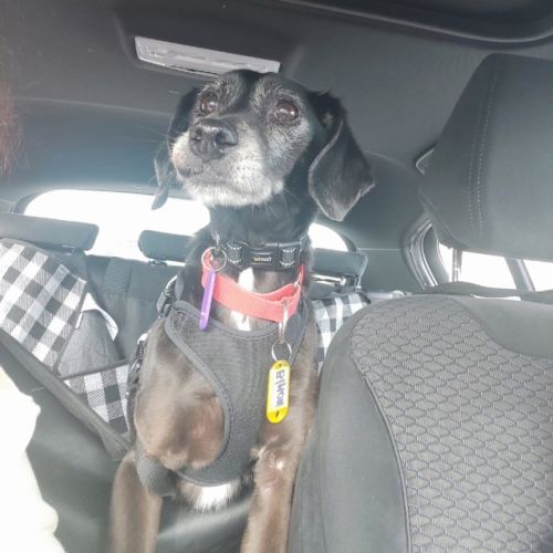 Urgence : bimon, petit chien senior de 15 ans #3