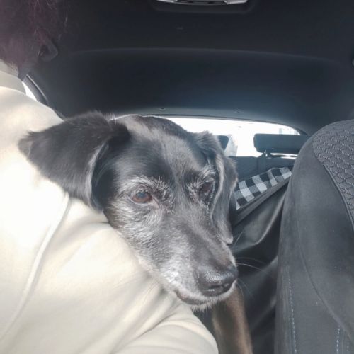 Urgence : bimon, petit chien senior de 15 ans #4