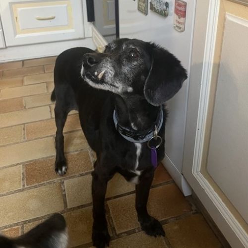 Urgence : bimon, petit chien senior de 15 ans #5
