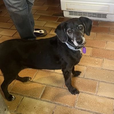 Urgence : bimon, petit chien senior de 15 ans #0