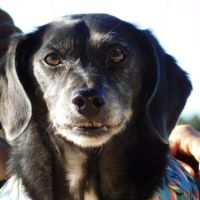 Urgence : bimon, petit chien senior de 15 ans #2