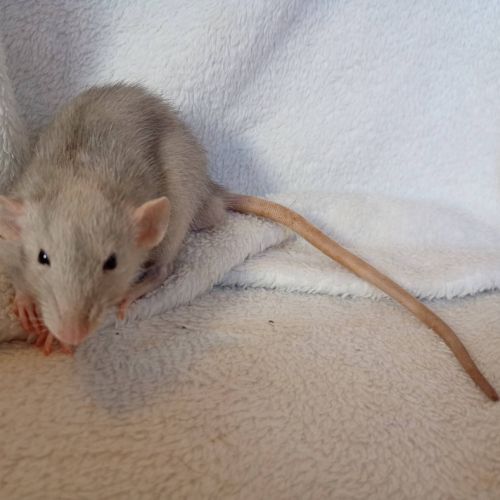 Rats sevrés #1